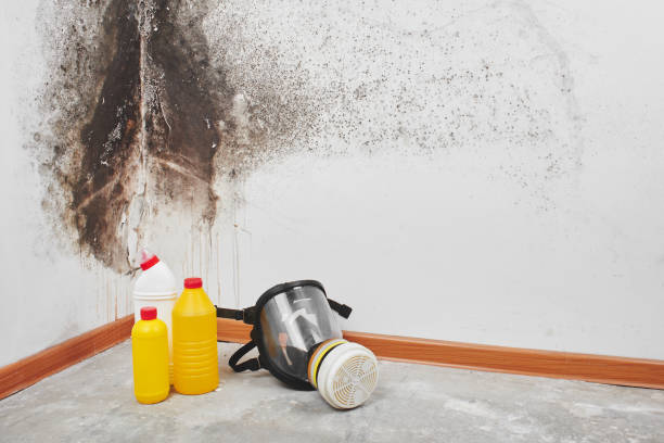 Best Basement Mold Remediation in Carthage, NY