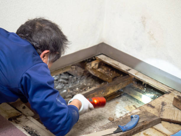 Best HVAC Mold Remediation in Carthage, NY