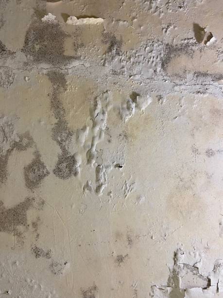 Best Insurance-Related Mold Remediation in Carthage, NY