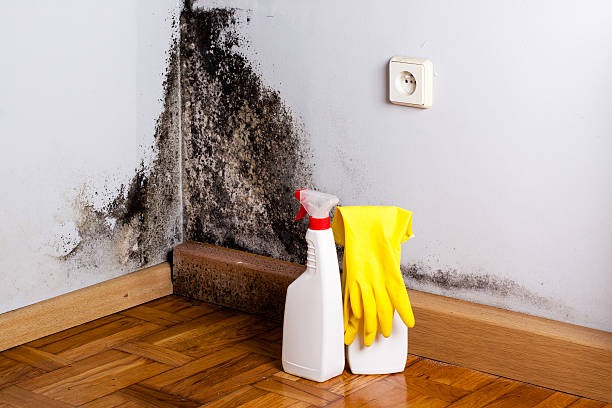 Best Black Mold Remediation in Carthage, NY